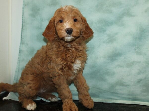 Goldendoodle Mini F1 Dog Female Cream 9674 Petland Rome, Georgia