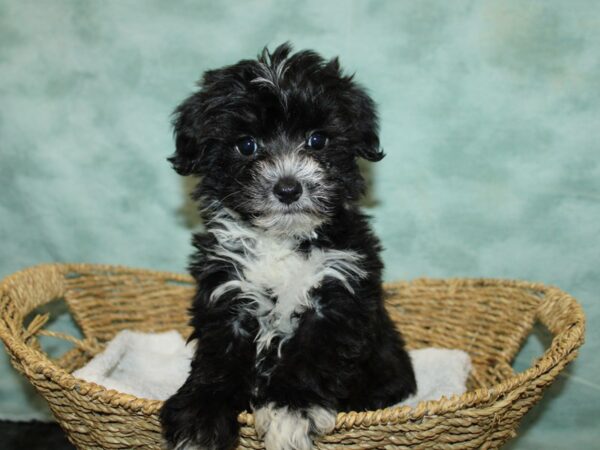 Yorkiepoo Dog Female Chocolate 9679 Petland Rome, Georgia