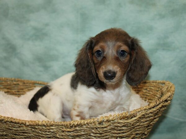 Dachshund Dog Female Isabella Piebald 9678 Petland Rome, Georgia