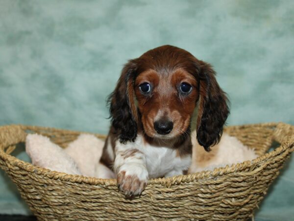 Dachshund DOG Female Chocolate Piebald 20817 Petland Rome, Georgia