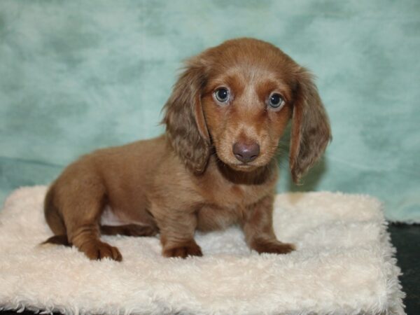 Dachshund Dog Female Isabella 9677 Petland Rome, Georgia