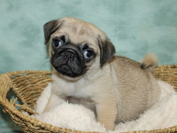 Pug-DOG-Male-fawn-9676-Petland Rome, Georgia