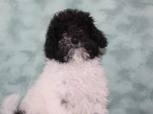 Mini Labradoodle 2nd Gen Dog Female Black and White 9639 Petland Rome, Georgia