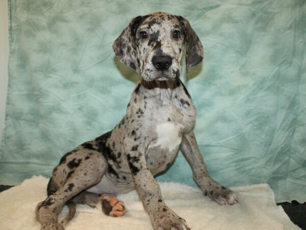 Great Dane Dog Female Merle 20827 Petland Rome, Georgia