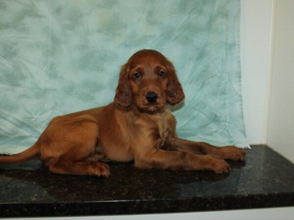 Irish Setter-Dog-Male-Red-20828-Petland Rome, Georgia