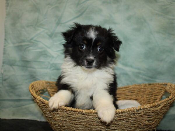 Miniature Australian Shepherd-DOG-Female-Black White and Brown-9691-Petland Rome, Georgia