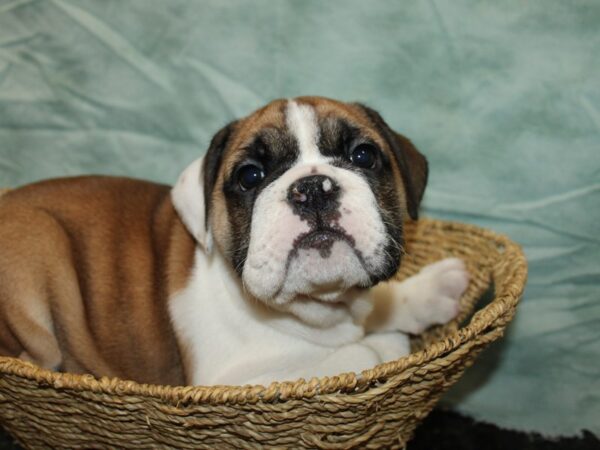 English Bulldog Dog Female Red and White 20825 Petland Rome, Georgia