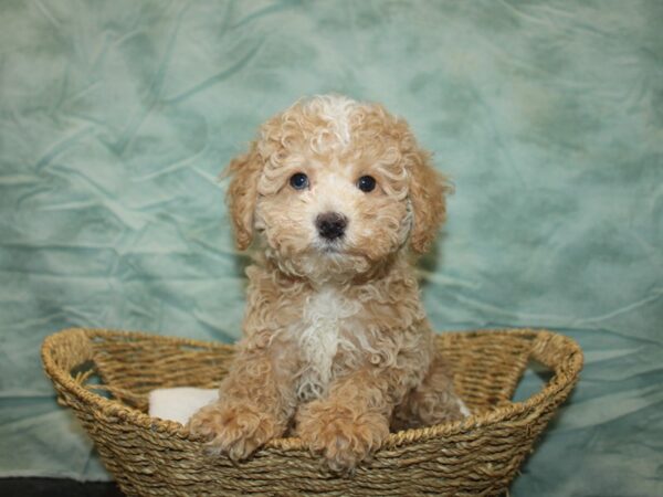 Poodle Mini-Dog-Male-Apricot-9693-Petland Rome, Georgia