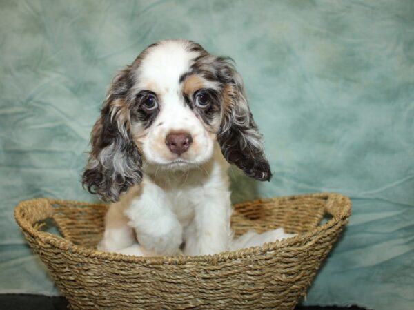 Cocker Spaniel DOG Male Chocolate / White 9684 Petland Rome, Georgia