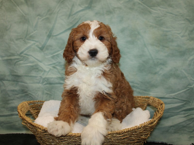 Bernedoodle F1B-Male-Red / White-4012369-Petland Rome