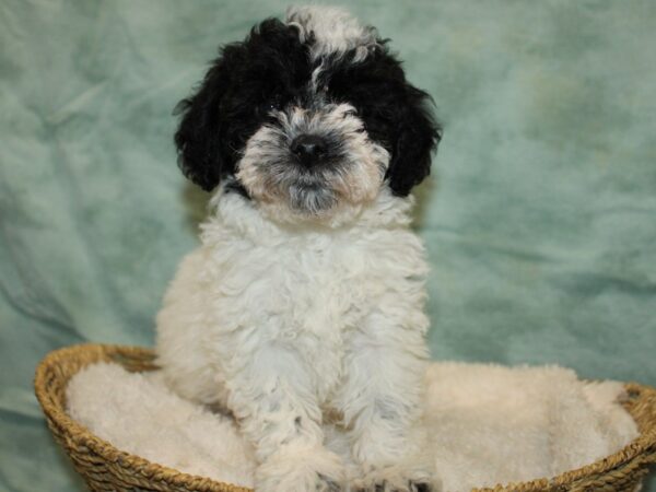 Bichapoo DOG Male Black & white 20833 Petland Rome, Georgia