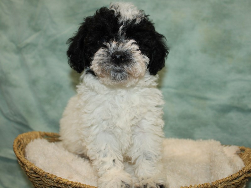 Bichapoo-Male-Black & white-4012230-Petland Rome