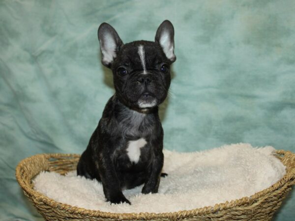 French Bulldog Dog Female Black brindle 20832 Petland Rome, Georgia