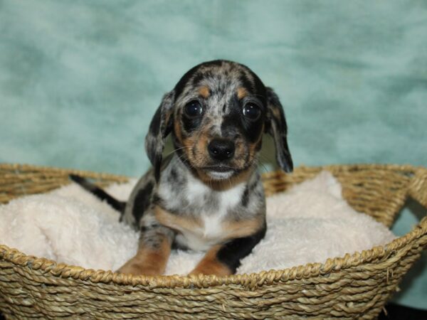 Dachshund Dog Female Silver Dapple 20838 Petland Rome, Georgia