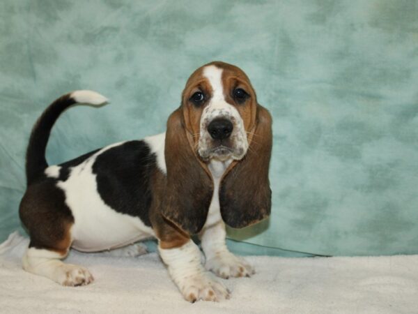 Basset Hound Dog Female Tri-Colored 20845 Petland Rome, Georgia