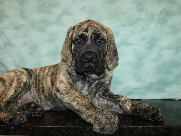 Mastiff-DOG-Male-Brindle-9685-Petland Rome, Georgia