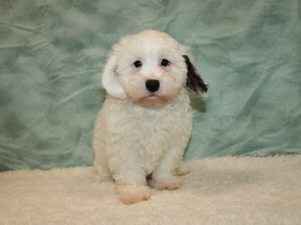 Daisy Dog DOG Male White 20740 Petland Rome, Georgia