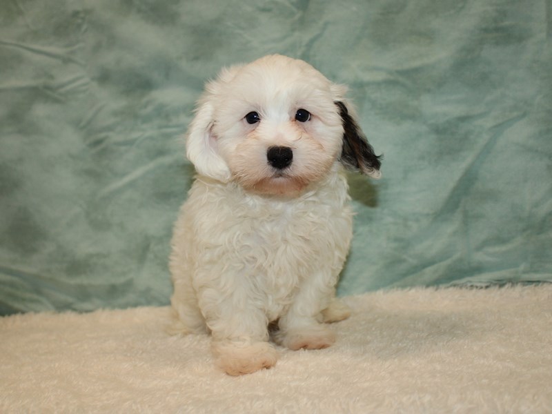 Daisy Dog-Male-White-3949667-Petland Rome