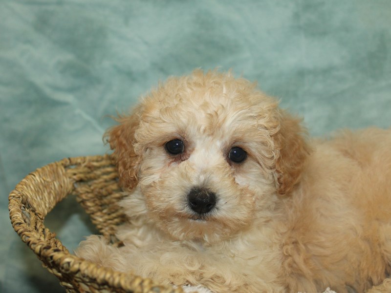 Bichapoo-Female-Cream-3959734-Petland Rome