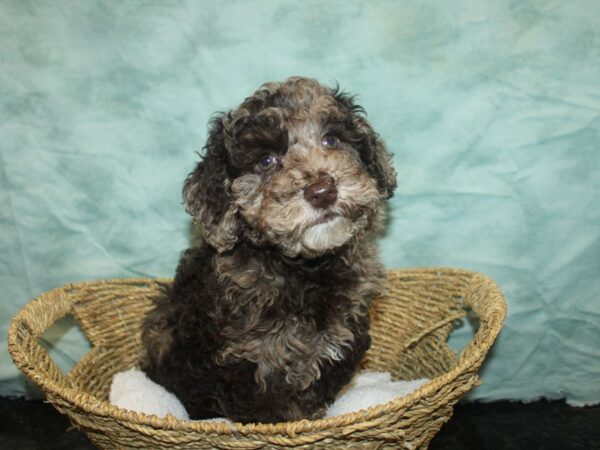 Bichapoo-Dog-Female-Chocolate Merle-9694-Petland Rome, Georgia