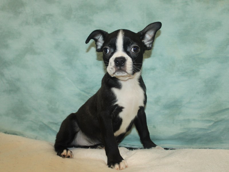 Boston Terrier-Male-Black Brindle and White-3958158-Petland Rome