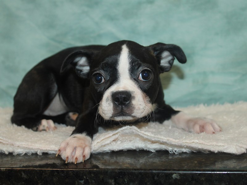 Boston Terrier-Female-Black Brindle and White-3958222-Petland Rome