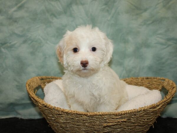 Doxie-Poo DOG Male White and Apricot 9651 Petland Rome, Georgia