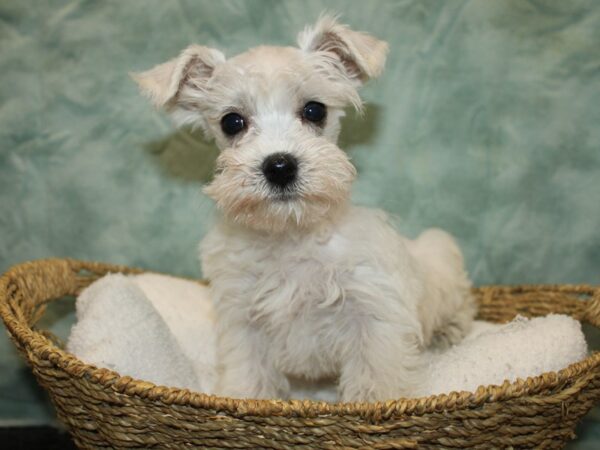 Schnoodle-DOG-Male-White-20780-Petland Rome, Georgia