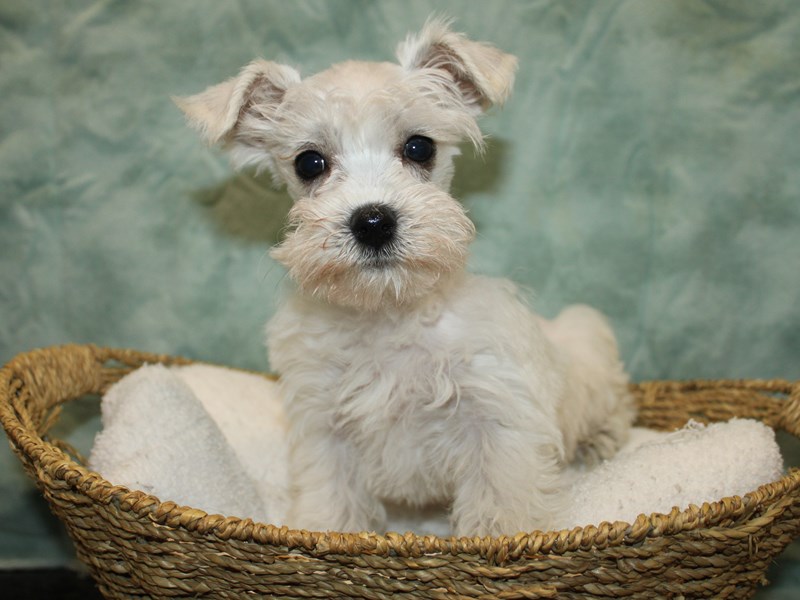 Schnoodle-Male-White-3967763-Petland Rome