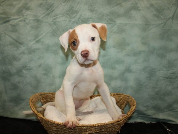 American Bulldog-Dog-Female-White and Red-9680-Petland Rome, Georgia