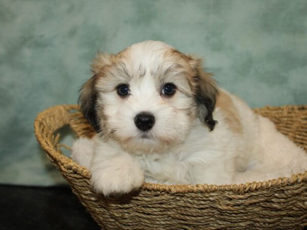 Coton De Tulear Dog Male Gold & White 20789 Petland Rome, Georgia