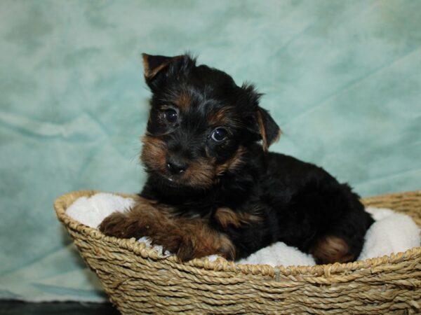 Yorkshire Terrier-DOG-Male-Black and Tan-20797-Petland Rome, Georgia