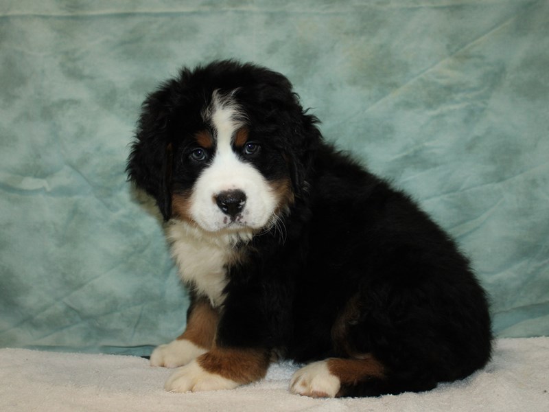 Bernese Mountain Dog-Male-Black White / Tan-3981920-Petland Rome