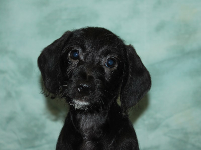 Dachshund-Female-Black-3989813-Petland Rome