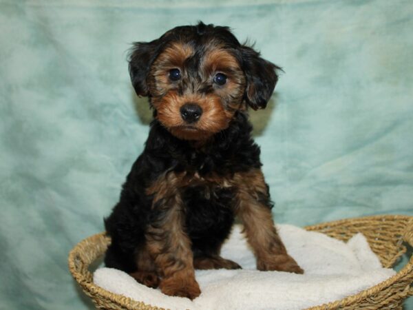 Yorkiepoo DOG Male Black / Tan 20802 Petland Rome, Georgia