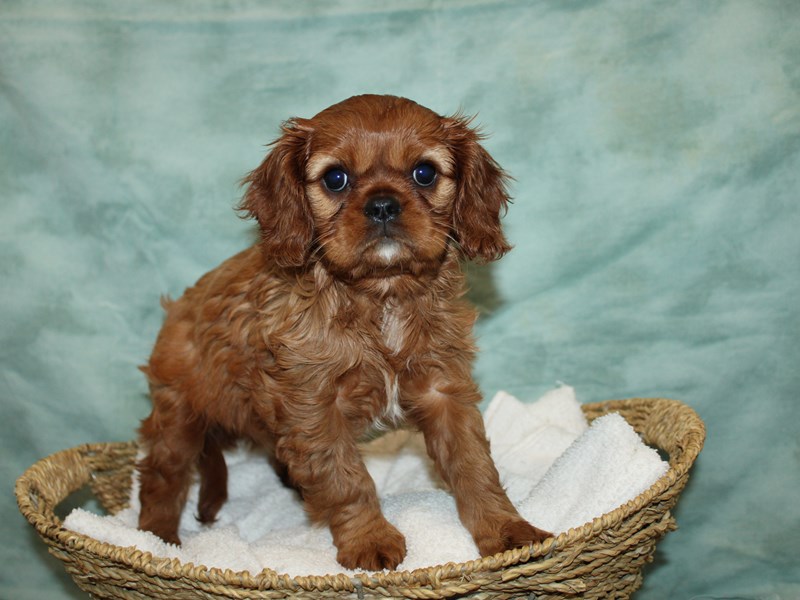 Cavalier King Charles Spaniel-Female-Ruby-3992293-Petland Rome