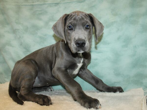 Great Dane-DOG-Female-Blue-9670-Petland Rome, Georgia