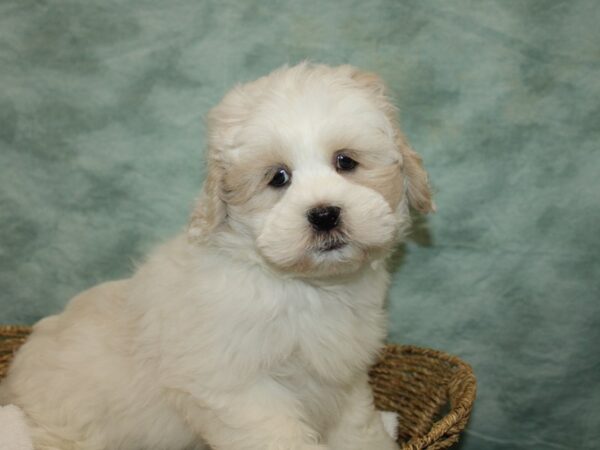 Lhasa Apso Dog Male White / Cream 20812 Petland Rome, Georgia