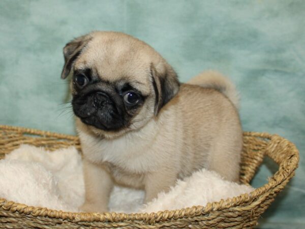 Pug Dog Male fawn 20819 Petland Rome, Georgia