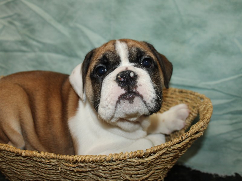 English Bulldog-Female-Red and White-4009926-Petland Rome