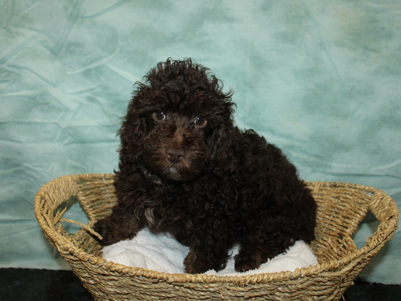 Poodle-Male-Brown-3990026-Petland Rome