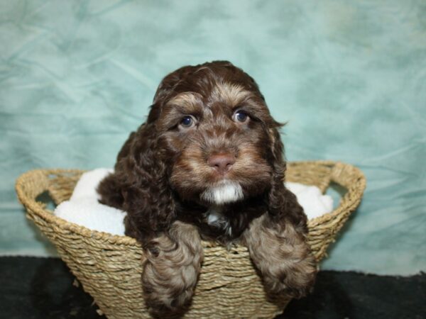 Cock A Poo-DOG-Male-Chocolate / Tan-20824-Petland Rome, Georgia