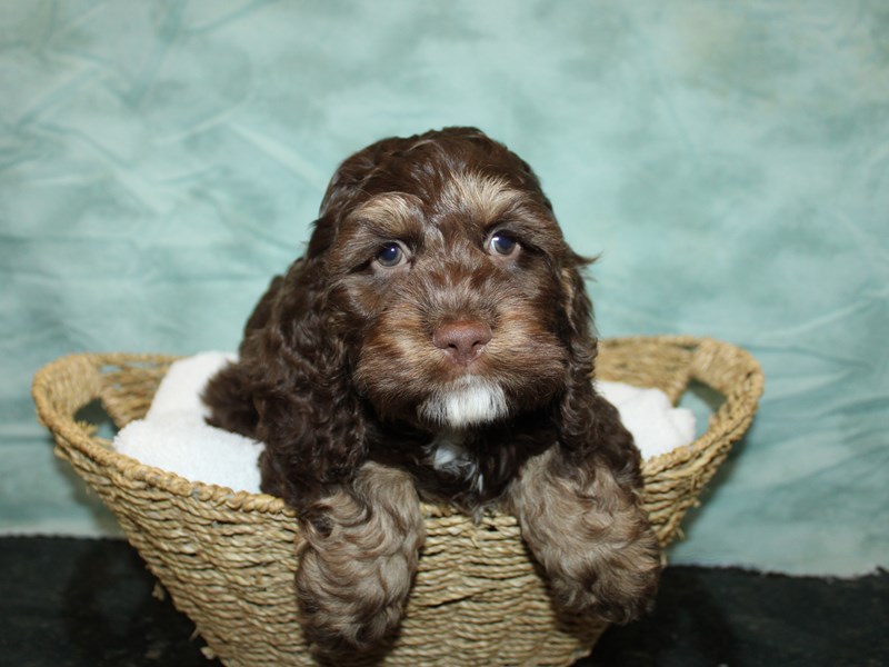 Cock A Poo-Male-Chocolate / Tan-4009662-Petland Rome
