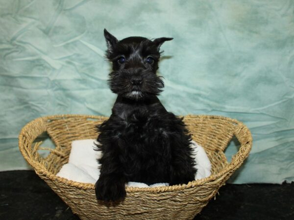 Miniature Schnauzer DOG Female Black 20820 Petland Rome, Georgia