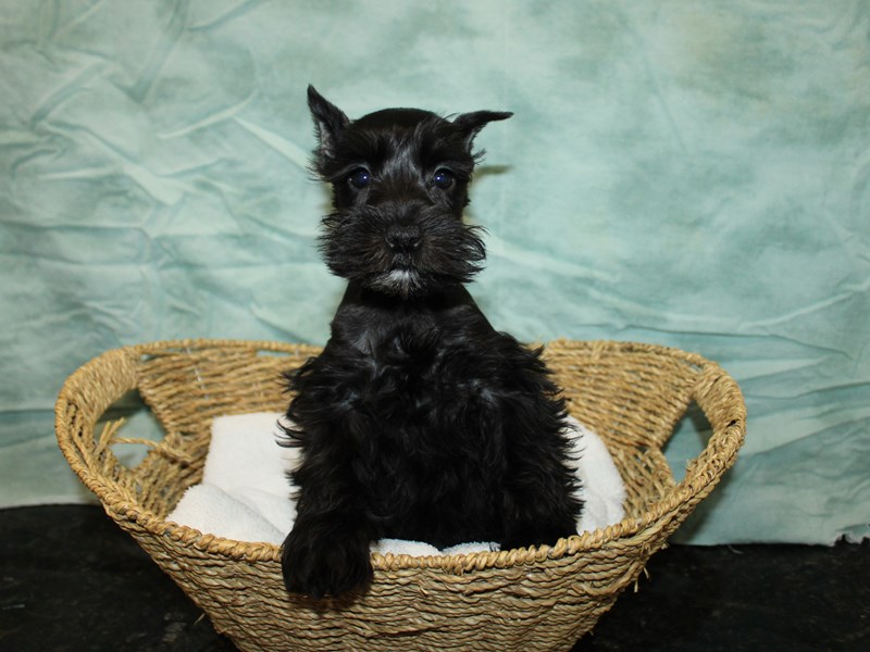 Miniature Schnauzer-Female-Black-4009663-Petland Rome