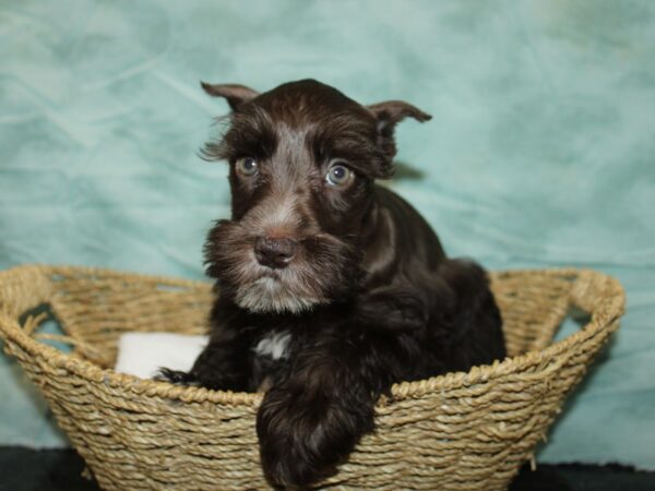 Miniature Schnauzer Puppy Chocolate / White ID:6760 Located at