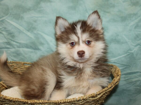 Pomski-Dog-Male-Chocolate-9686-Petland Rome, Georgia