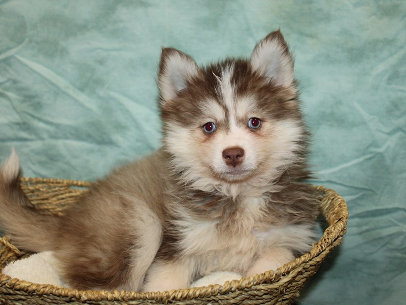 Pomski-Male-Chocolate-4009908-Petland Rome