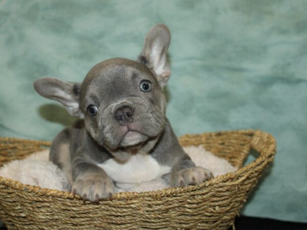 French Bulldog DOG Male Lilac 20839 Petland Rome, Georgia