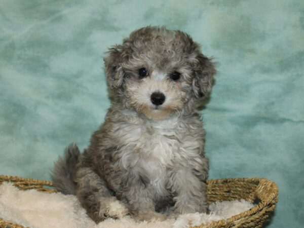 Bichapoo DOG Female Blue Merle 20840 Petland Rome, Georgia